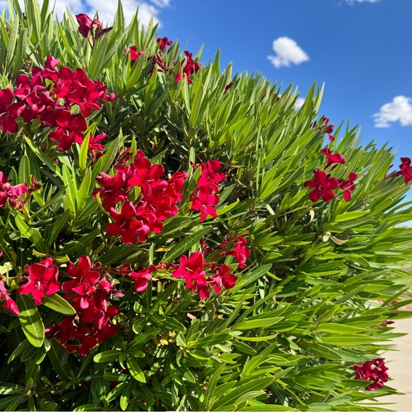 About me 🌴 - Picture 2 of 2